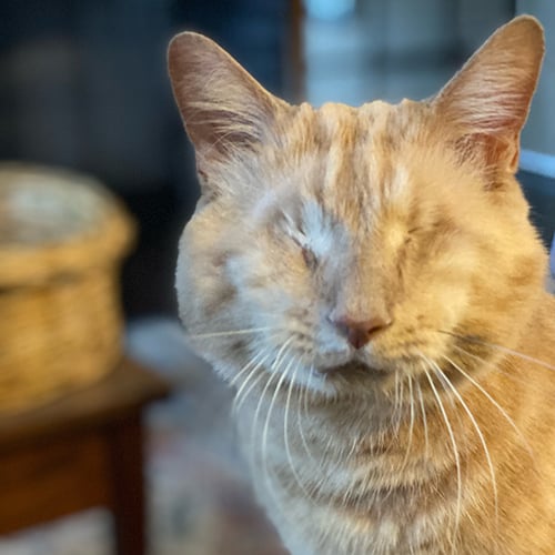 VS-Photograph_20240129_EAM_CatTales_Jonathan_001_©CatTales copy